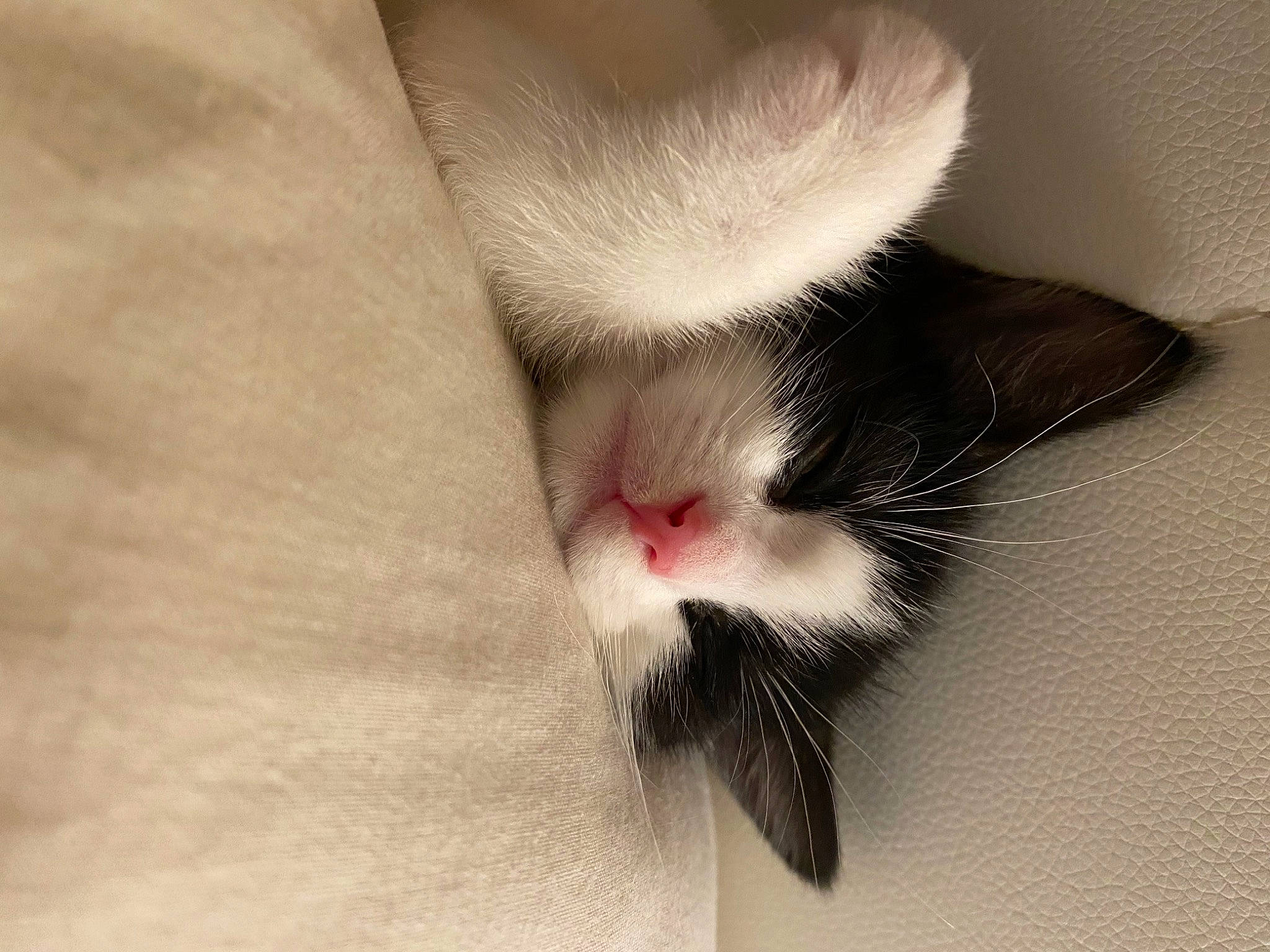 Sybil is registered to the contest to win money with this photo: carnivore, cat, close_up, ear, eye, felidae, fur, kitten, norwegian_forest_cat, nose, organ, skin, small_to_medium_sized_cats, snout, tail, whiskers