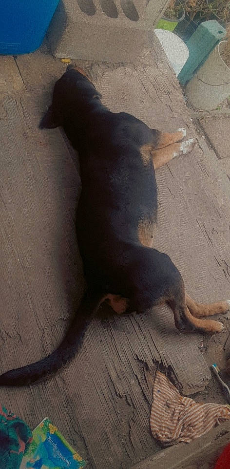 Eleanor joined the competition — help win amazing prizes! brown, canidae, carnivore, comfort, companion_dog, dog, dog_breed, fawn, floor, flooring, hardwood, liver, shadow, snout, sporting_group, tail, terrestrial_animal, tints_and_shades, wood, working_animal