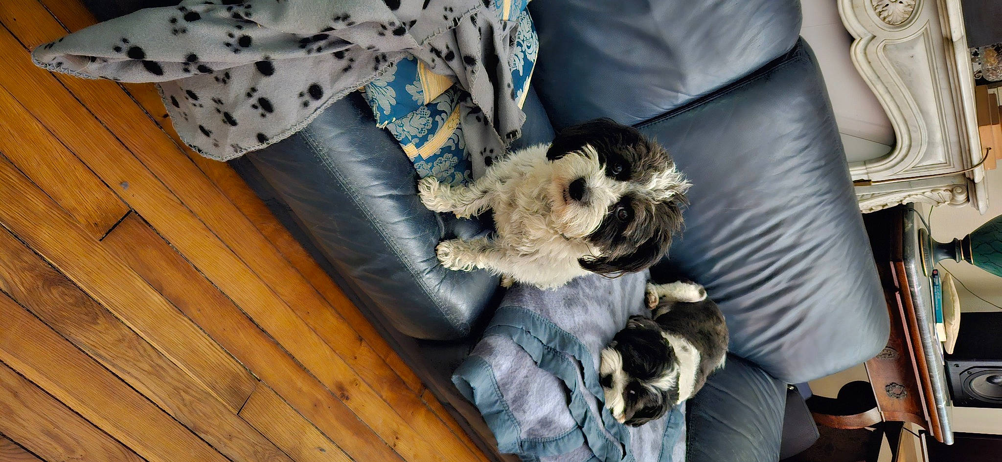 Nicky participe au concours pour gagner de l'argent avec cette photo : canidae, carnivore, comfort, companion_dog, couch, dog, dog_breed, dog_clothes, dog_supply, felidae, fur, pillow, sleeve, small_terrier, sporting_group, stuffed_toy, terrier, textile, toy_dog, wood