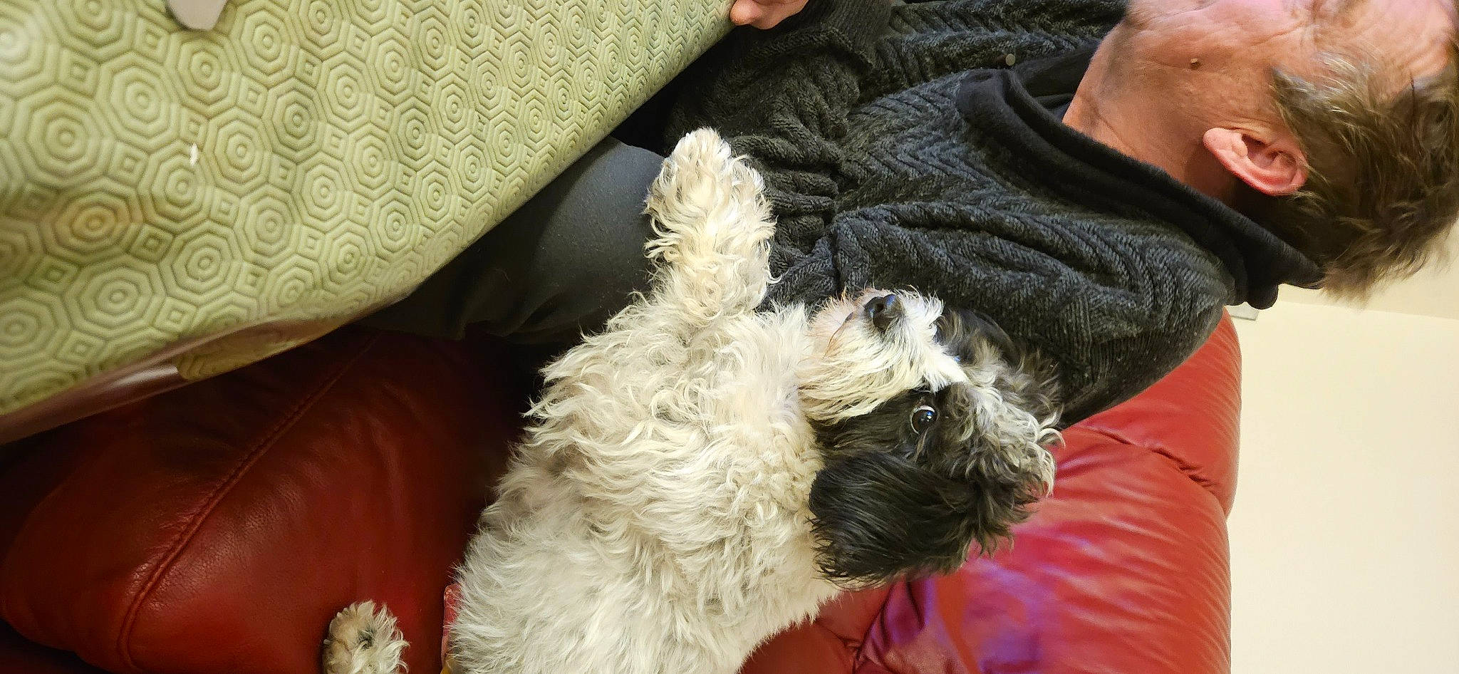 Nicky a rejoint le concours — aidez-le/la à gagner de superbes lots ! carnivore, cockapoo, comfort, companion_dog, couch, dog, dog_breed, dog_clothes, dog_collar, dog_supply, fawn, fur, goldendoodle, labradoodle, puppy_love, schnauzer, small_terrier, snout, terrier, toy_dog