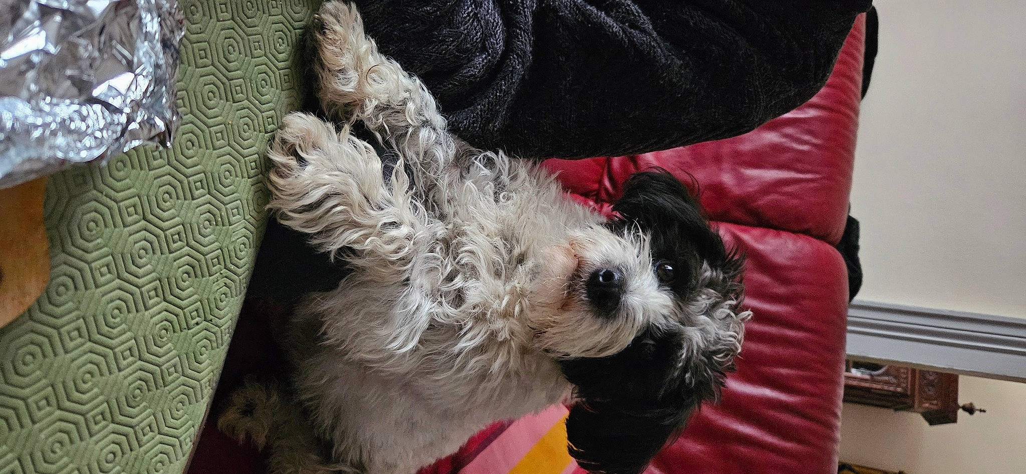 Nicky a rejoint le concours — aidez-le/la à gagner de superbes lots ! carnivore, cockapoo, collar, companion_dog, dog, dog_breed, dog_clothes, dog_collar, dog_supply, fur, labradoodle, maltepoo, poodle_crossbreed, puppy_love, schnauzer, shih_poo, small_terrier, terrier, toy_dog, working_animal