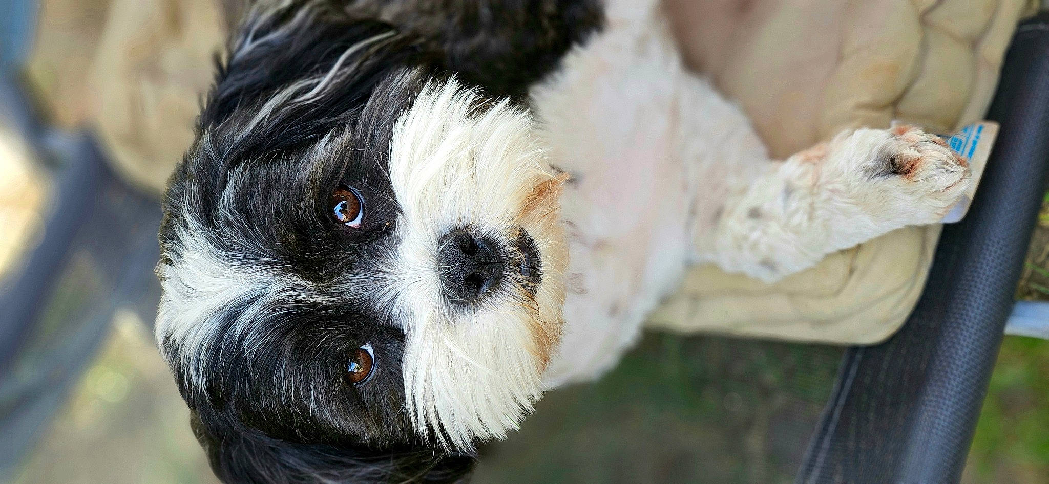 Nicky Et Snoopy participe au concours pour gagner de l'argent avec cette photo : ancient_dog_breeds, canidae, carnivore, close_up, companion_dog, dog, dog_breed, dog_collar, fur, mal_shi, non_sporting_group, pekapoo, small_terrier, snout, sporting_group, terrestrial_animal, terrier, toy_dog, whiskers, working_animal