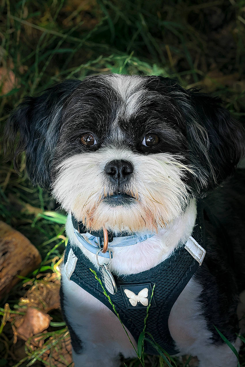 Nicky Et Snoopy participe au concours pour gagner de l'argent avec cette photo : canidae, carnivore, collar, companion_dog, dog, dog_breed, dog_collar, dog_supply, fur, leash, liver, maltepoo, pet_supply, small_terrier, snout, sporting_group, terrier, tie, toy_dog, working_animal