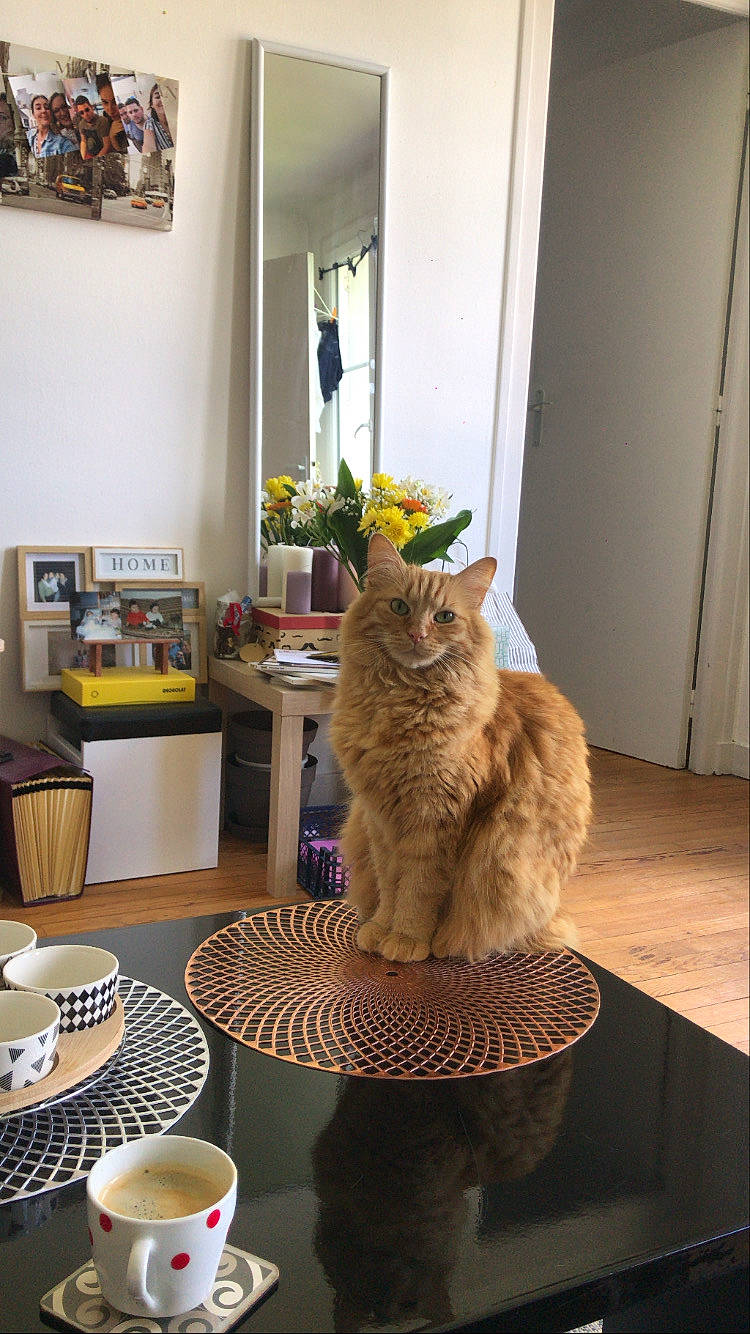 Pilou participe au concours pour gagner de l'argent avec cette photo : carnivore, cat, chair, coffee_cup, couch, dishware, drinkware, fawn, felidae, floor, grey, house, interior_design, picture_frame, plant, small_to_medium_sized_cats, table, tableware, window, wood