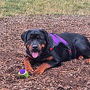 Lola is registered to the contest to win money with this photo: rottweiler, dog, puppy, purple_harness, tennis_ball, wood_chips, grass, outdoor, pet, playful, lying_down, tongue_out, canine, animal, happy, mammal, nature, field, summer, young