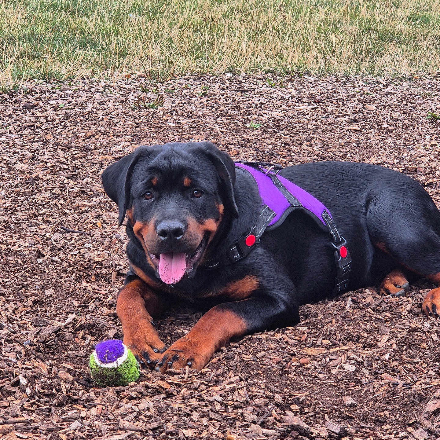 Lola is registered to the contest to win money with this photo: animal, canine, dog, field, grass, happy, lying_down, mammal, nature, outdoor, pet, playful, puppy, purple_harness, rottweiler, summer, tennis_ball, tongue_out, wood_chips, young