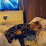 animal, bed, cat, cozy, decor, dresser, floral_pattern, furniture, heart_shape, indoor, night_time, pillow, relaxation, remote_control, screen, sleeping, soft_lighting, tabby_cat, tv, waterfall