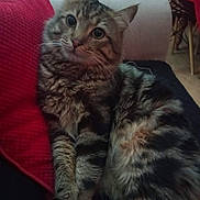 Chopin a rejoint le concours — aidez-le/la à gagner de superbes lots ! cat, tabby, fluffy, indoor, couch, pillow, furniture, pet, fur, whiskers, relaxed, curious, closeup, animal, cozy, home, soft_lighting, sitting, domestic_cat, mammal