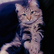 Chopin a rejoint le concours — aidez-le/la à gagner de superbes lots ! animal, cat, closeup, cozy, cute, domestic, ears, feline, fluffy, fur, indoor, looking, mammal, paws, pet, portrait, relaxed, sitting, tabby, whiskers