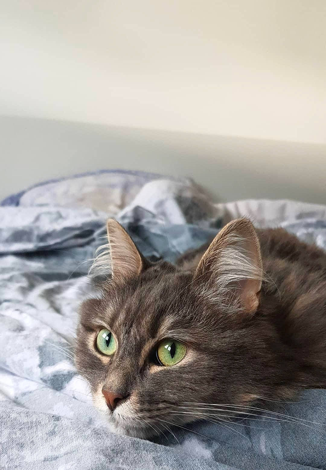 Nicole a rejoint le concours — aidez-le/la à gagner de superbes lots ! carnivore, cat, comfort, domestic_short_haired_cat, ear, felidae, fur, grey, linens, small_to_medium_sized_cats, snout, whiskers, wood