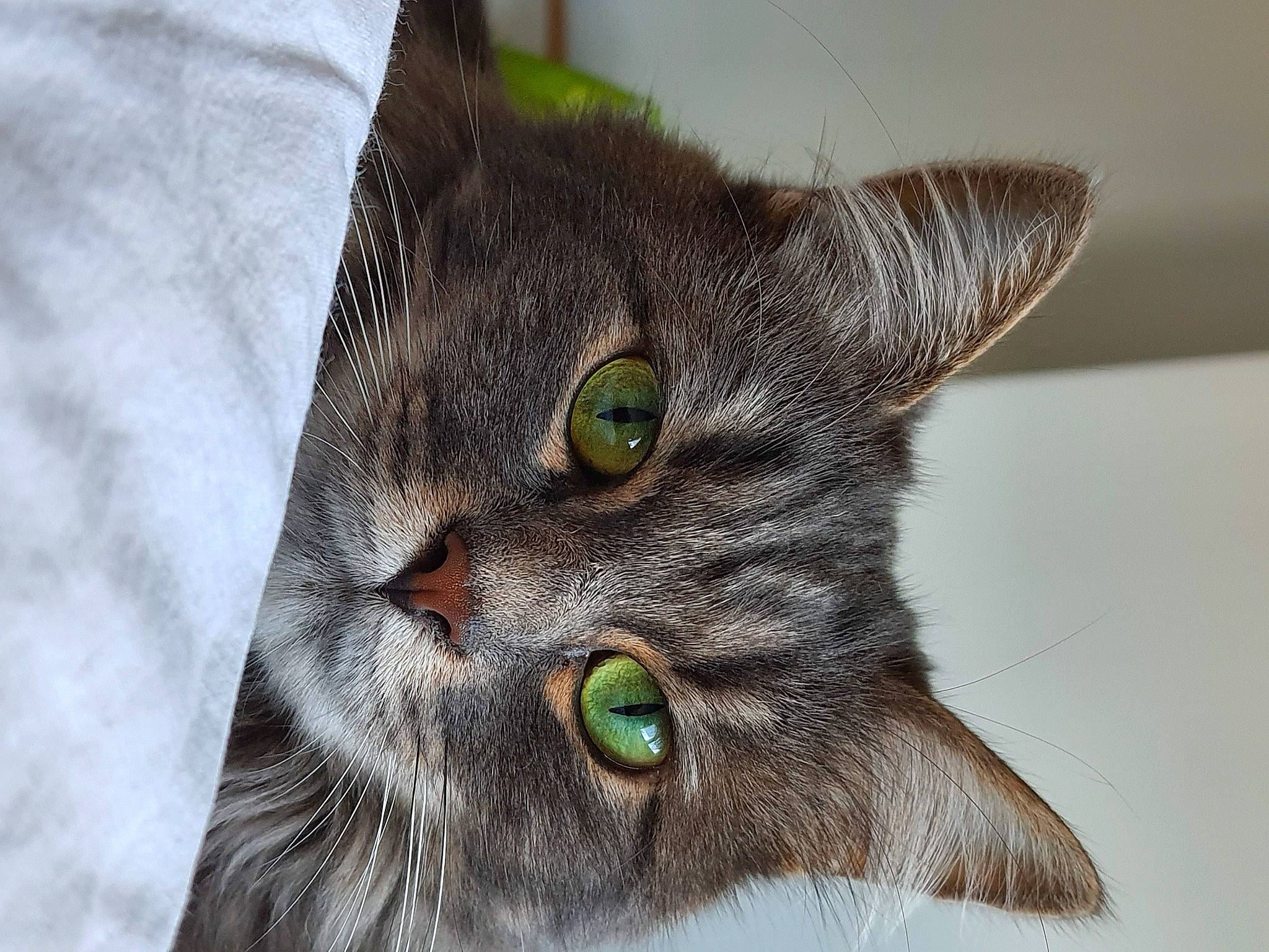 Nicole a rejoint le concours — aidez-le/la à gagner de superbes lots ! carnivore, cat, close_up, domestic_short_haired_cat, ear, eye, felidae, fur, small_to_medium_sized_cats, snout, terrestrial_animal, whiskers, window