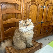 Cesar a rejoint le concours — aidez-le/la à gagner de superbes lots ! animal, brown, cabinet, cat, chair, cream, fluffy, green_eyes, home, indoors, long_hair, persian_cat, pet, portrait, serious_expression, sitting, tail, wood_grain, wooden_furniture, woven_seat