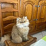 animal, brown, cabinet, cat, chair, cream, fluffy, green_eyes, home, indoors, long_hair, persian_cat, pet, portrait, serious_expression, sitting, tail, wood_grain, wooden_furniture, woven_seat
