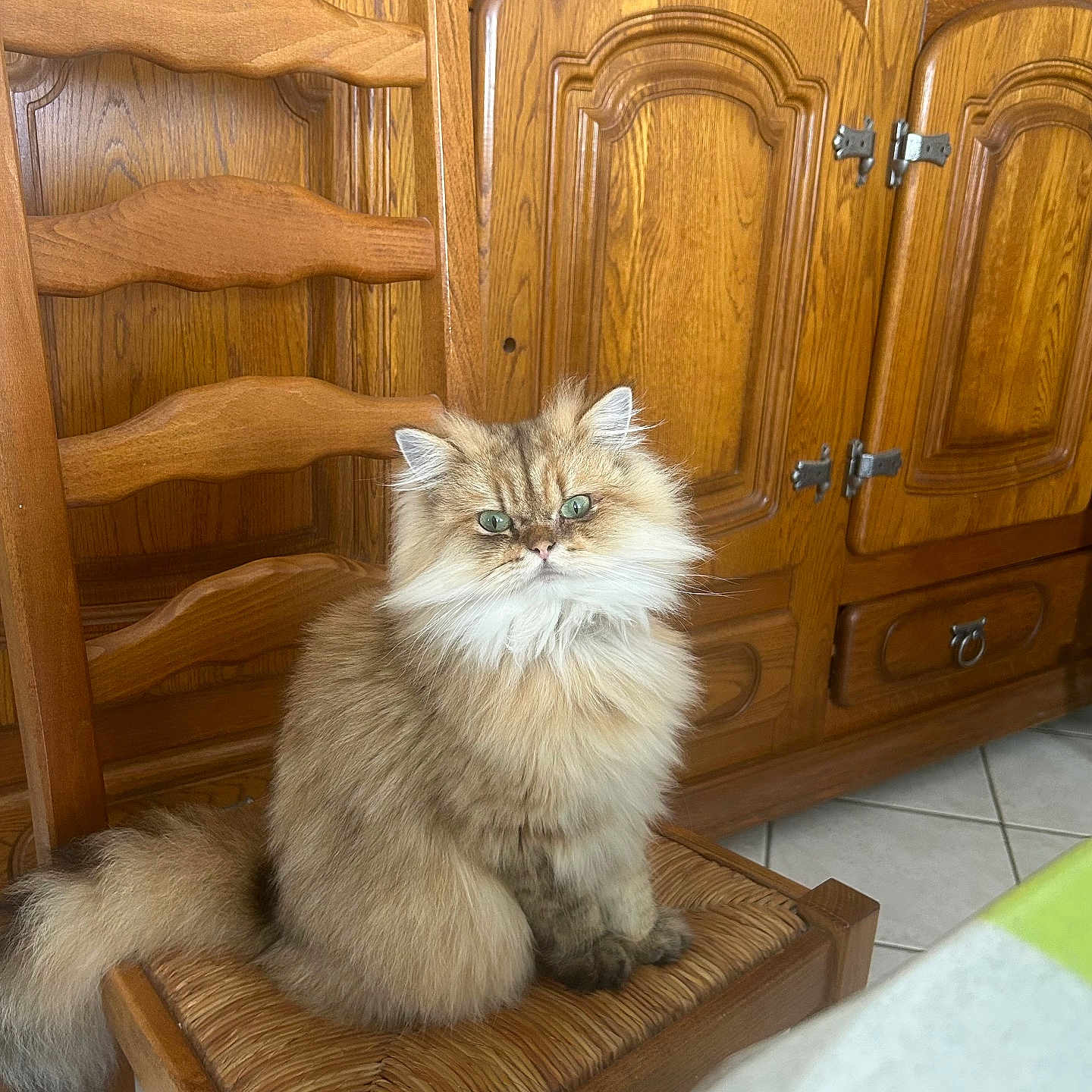 Cesar