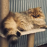 Cesar participe au concours pour gagner de l'argent avec cette photo : cat, fluffy_cat, long_hair, persian_cat, cat_tree, scratching_post, tail, whiskers, paw, eyes, relaxed, indoor, cozy, furniture, shelf, portrait, beige, cream, brown, radiator
