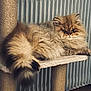 cat, fluffy_cat, long_hair, persian_cat, cat_tree, scratching_post, tail, whiskers, paw, eyes, relaxed, indoor, cozy, furniture, shelf, portrait, beige, cream, brown, radiator
