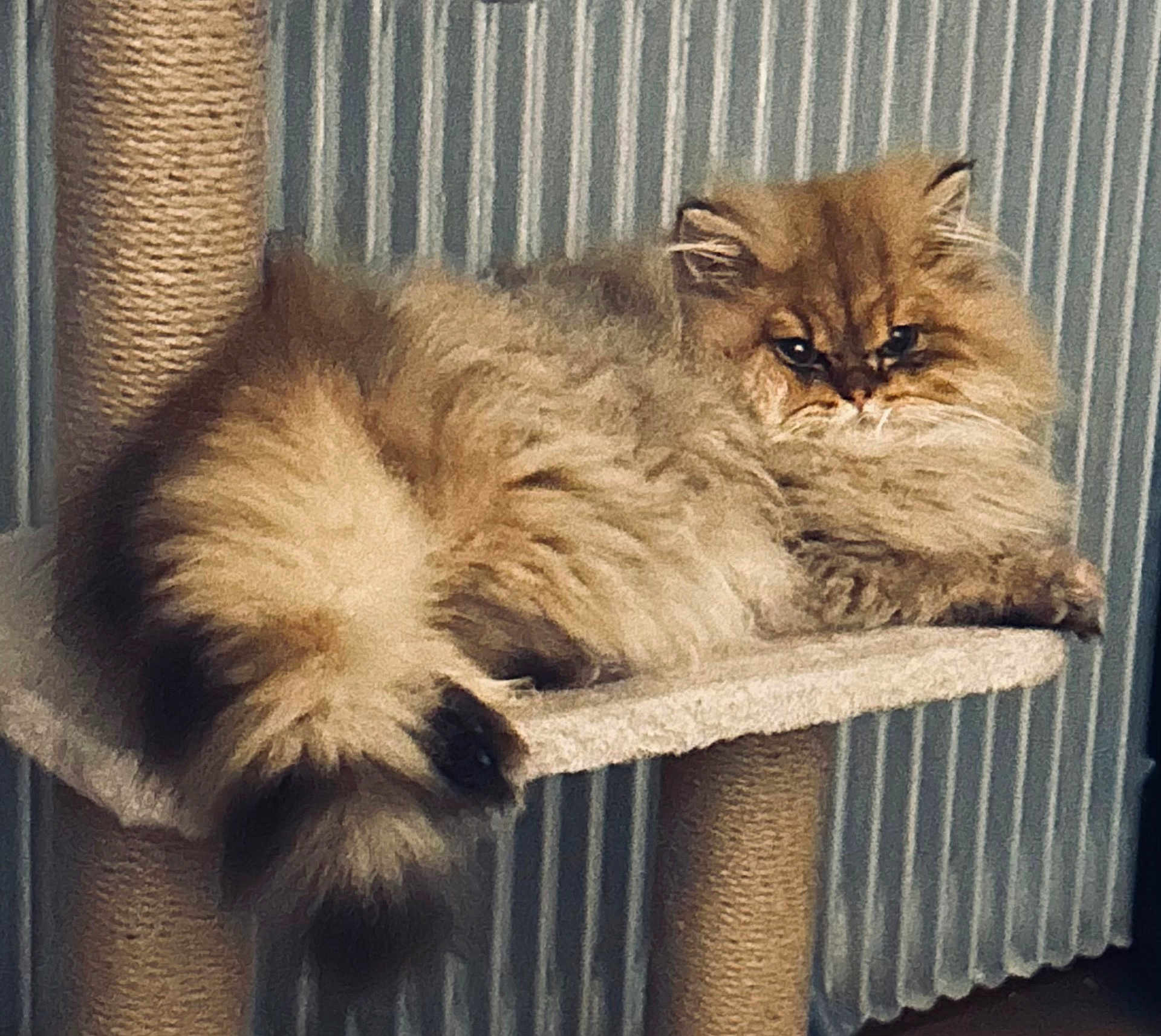 Cesar participe au concours pour gagner de l'argent avec cette photo : cat, fluffy_cat, long_hair, persian_cat, cat_tree, scratching_post, tail, whiskers, paw, eyes, relaxed, indoor, cozy, furniture, shelf, portrait, beige, cream, brown, radiator