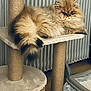 cat, persian_cat, fluffy_cat, long_hair, tail, paw, cat_tree, scratching_post, litter_box, indoor, radiator, fur, relaxed, sleepy, cozy, pet, home, tan, platform, closeup