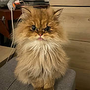 Cesar participe au concours pour gagner de l'argent avec cette photo : cat, fluffy, ginger, pet, indoor, furniture, cushion, curious, animal, cute, tongue, eyes, wooden, electronics, console, living_room, domestic, small, sitting, cozy