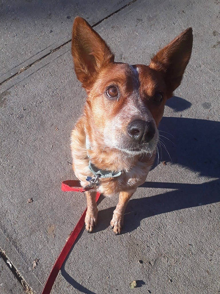 Happy joined the competition — help win amazing prizes! asphalt, canidae, carnivore, collar, companion_dog, dog, dog_breed, dog_collar, dog_supply, fawn, leash, liver, mammal, pet_supply, road_surface, shadow, snout, sporting_group, tar, working_animal