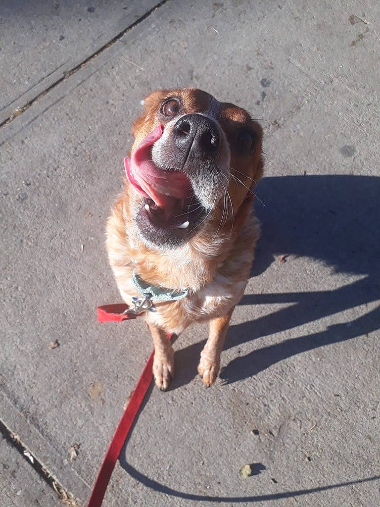 Happy is registered to the contest to win money with this photo: asphalt, canidae, carnivore, collar, companion_dog, concrete, dog, dog_breed, dog_collar, dog_supply, fawn, leash, liver, pet_supply, road_surface, sidewalk, snout, sporting_group, whiskers, working_animal