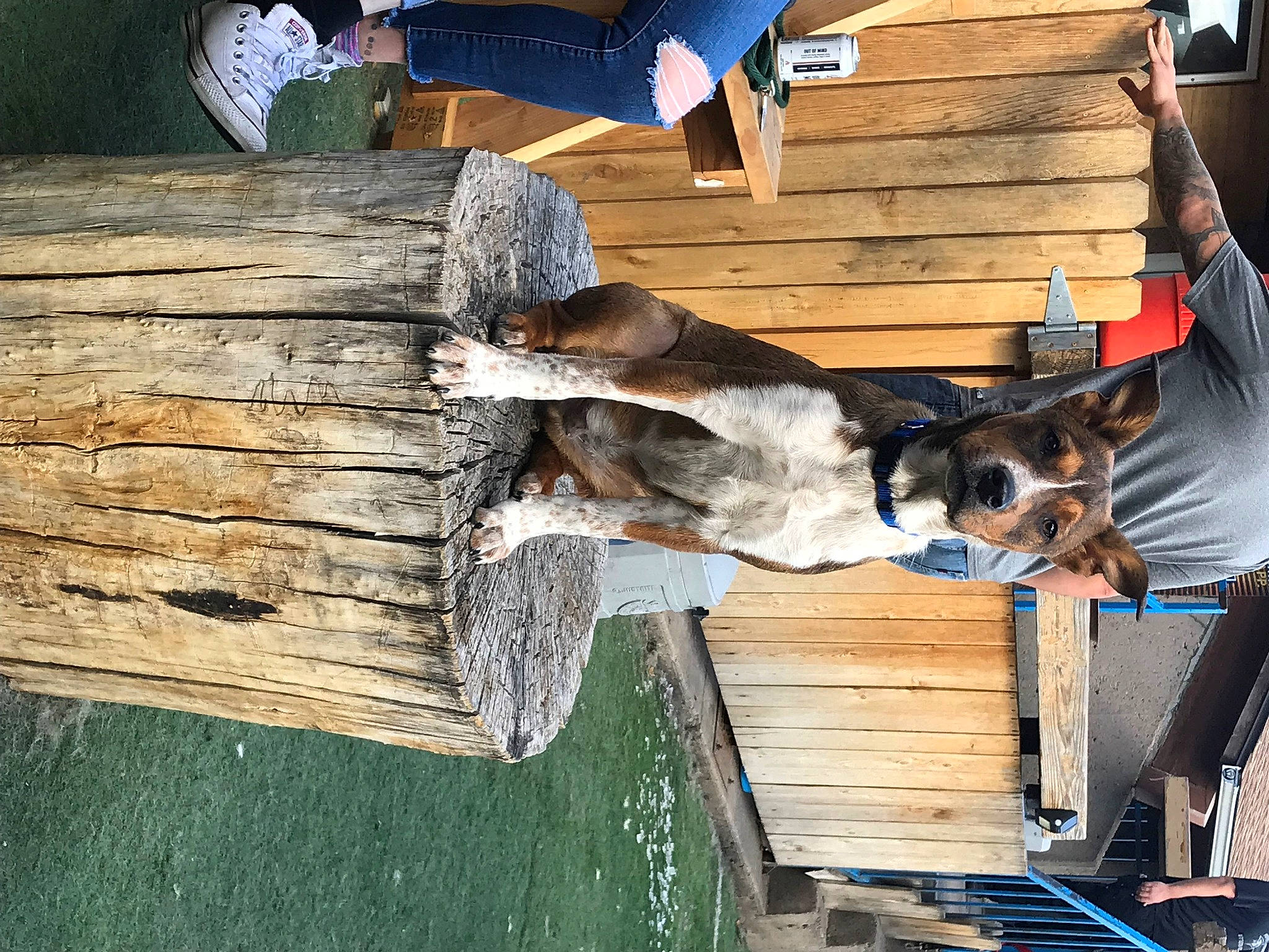 Grumpy is registered to the contest to win money with this photo: building, canidae, carnivore, dog, dog_breed, fun, hardwood, house, landscape, leisure, lumber, sporting_group, trunk, wood, working_animal, working_dog