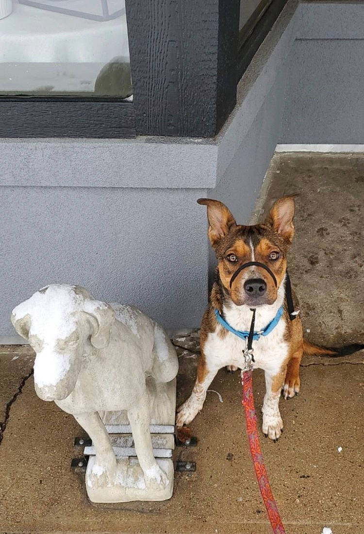 Grumpy is registered to the contest to win money with this photo: canidae, carnivore, collar, companion_dog, dog, dog_breed, dog_collar, dog_supply, fashion_accessory, fawn, leash, non_sporting_group, paw, pet_supply, snout, sporting_group, tail, window, working_animal, working_dog