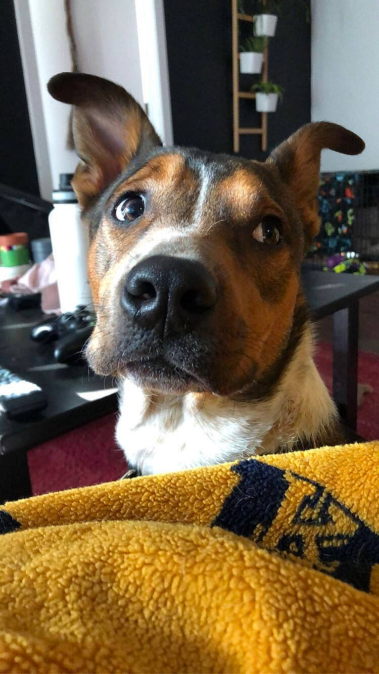 Grumpy joined the competition — help win amazing prizes! canidae, carnivore, collar, comfort, companion_dog, dog, dog_breed, dog_supply, fawn, home_accessories, houseplant, linens, pet_supply, snout, whiskers, working_animal, working_dog