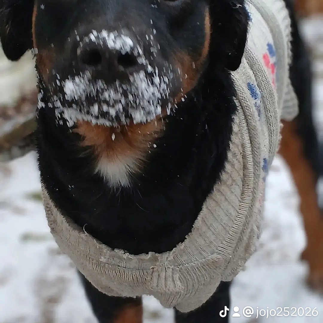 Daisy Mae joined the competition — help win amazing prizes! animal, canine, cap, clothing, dog, hat, hound, ice, knitwear, labradorretriever, nature, outdoors, pet, photography, puppy, snout, snow, sweater, weather, winter