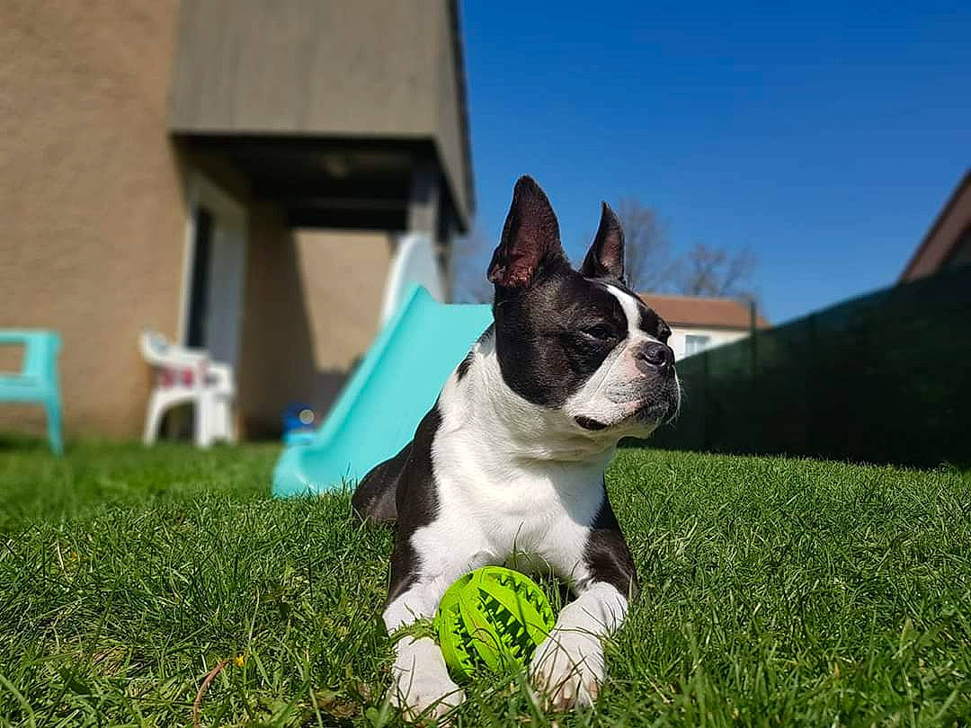 Iota participe au concours pour gagner de l'argent avec cette photo : boston_terrier, bulldog, carnivore, chair, collar, companion_dog, dog, dog_breed, dog_collar, fawn, grass, lawn, plant, sky, snout, sporting_group, tail, toy_dog, whiskers, working_animal