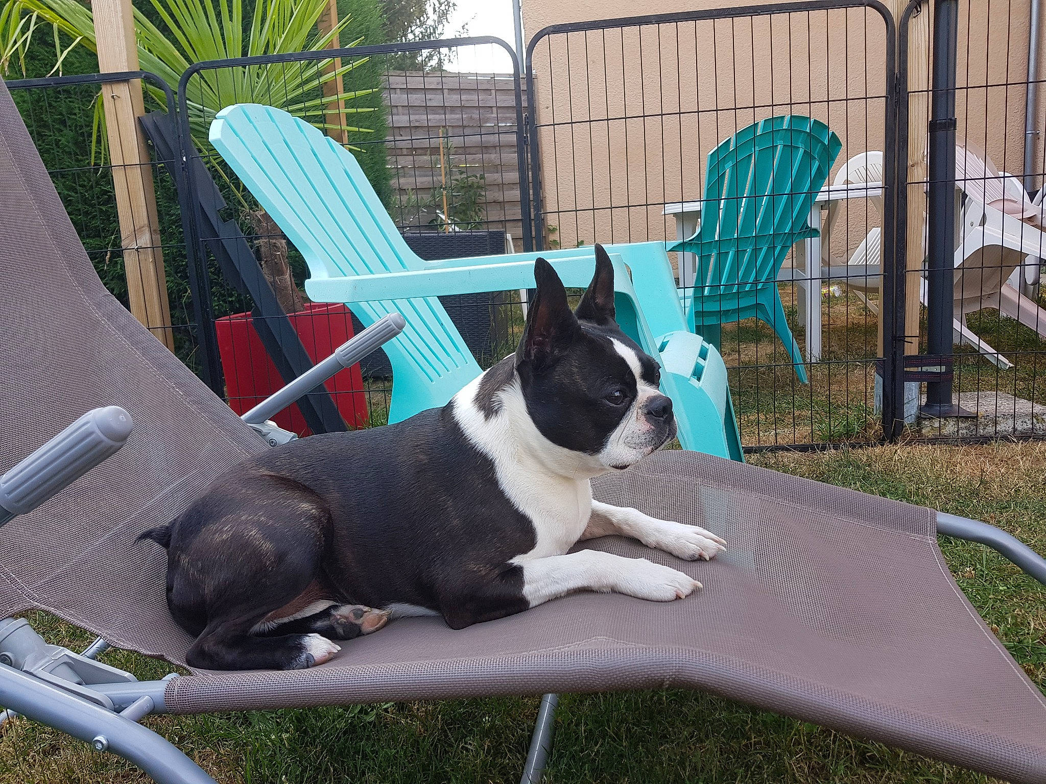 Iota participe au concours pour gagner de l'argent avec cette photo : carnivore, chair, collar, comfort, companion_dog, dog, dog_breed, dog_supply, fawn, furniture, grass, leisure, outdoor_furniture, pet_supply, plant, shade, snout, table, tail, toy_dog