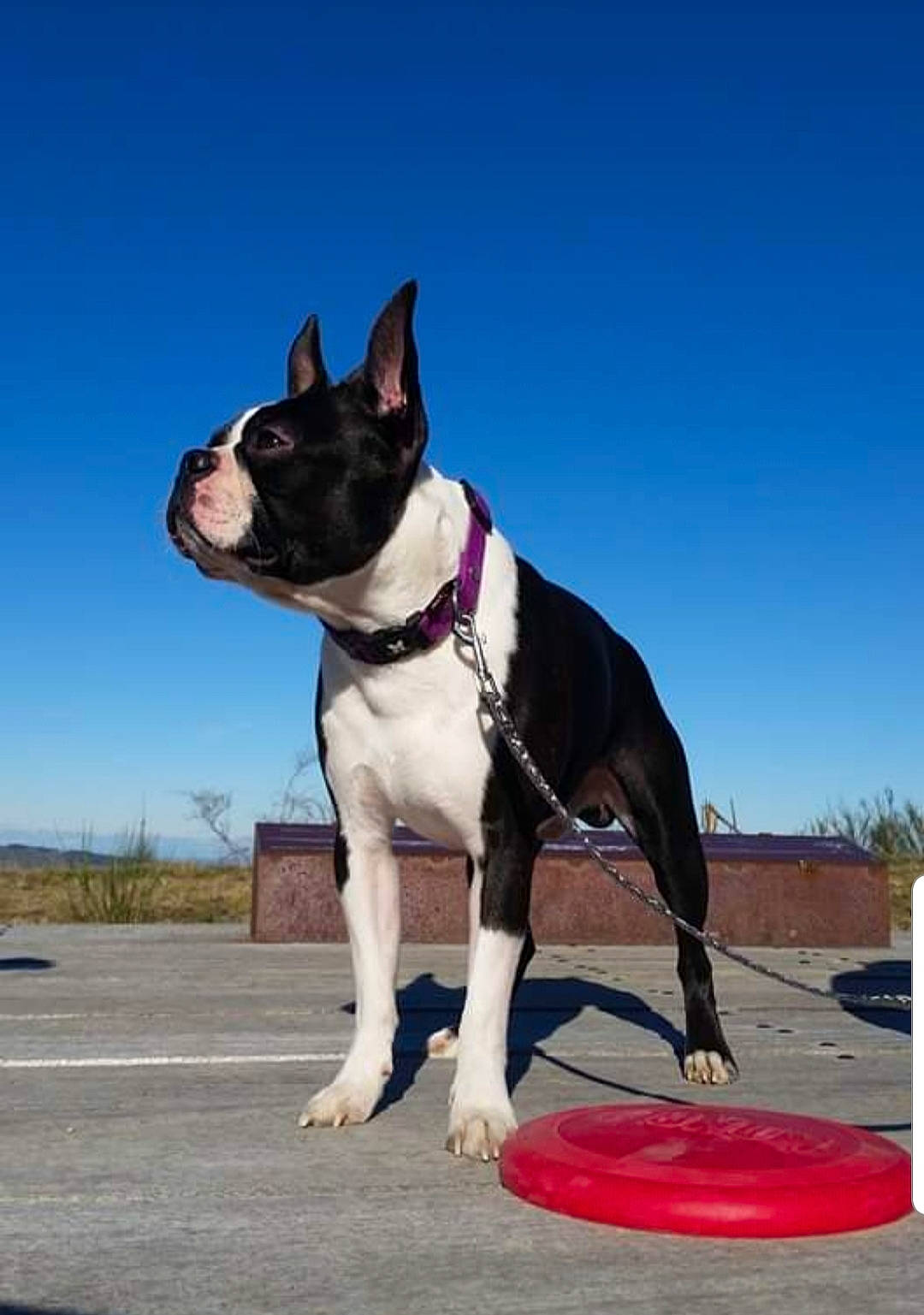 Iota a rejoint le concours — aidez-le/la à gagner de superbes lots ! art, boston_terrier, bulldog, carnivore, collar, companion_dog, dog, dog_breed, dog_collar, electric_blue, fashion_accessory, fawn, leash, pet_supply, plant, sky, snout, sporting_group, tree, working_animal