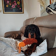 Athena participe au concours pour gagner de l'argent avec cette photo : dog, cat, couch, plush_toy, living_room, painting, pampas_grass, blanket, sleeping_cat, black_dog, tan_dog, furniture, home_decor, pet, animal, indoor, relaxing, cozy, resting, soft_toy