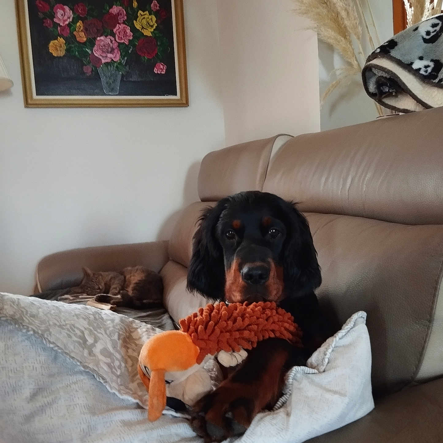 Athena participe au concours pour gagner de l'argent avec cette photo : animal, black_dog, blanket, cat, couch, cozy, dog, furniture, home_decor, indoor, living_room, painting, pampas_grass, pet, plush_toy, relaxing, resting, sleeping_cat, soft_toy, tan_dog