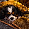 dog, puppy, cavalier_king_charles_spaniel, sleepy, cozy, blanket, brown_blanket, black_white_tan, fluffy, long_ears, pet, couch, indoors, portrait, close_up, resting, lying_down, cute, warm_lighting, snuggling