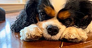 Izzy is registered to the contest to win money with this photo: animal, black_white_tan, brown_eyes, cavalier_king_charles_spaniel, close_up, cute, dog, fluffy, home, indoor, long_hair, lying_down, nose, paws, pet, portrait, puppy, reflection, sad_expression, wooden_table