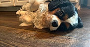 Izzy joined the competition — help win amazing prizes! dog, dogs, cavalier_king_charles_spaniel, puppy, fluffy, long_hair, tricolor, white_fur, black_fur, brown_fur, lying_down, resting, indoor, hardwood_floor, kitchen, cabinet, pet, animal, portrait, cozy