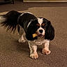 dog, cavalier_king_charles_spaniel, black_and_white, long_ears, fluffy, standing, chew_toy, treat, carpet, indoor, home, cabinet, furniture, pet, canine, portrait, looking_at_camera, tail, brown_carpet, warm_lighting