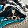 Izzy joined the competition — help win amazing prizes! dog, cavalier_king_charles_spaniel, pet, sleepy, lying_down, face, paws, black_white, brown_markings, long_ears, fluffy, fur, blanket, blue_blanket, couch, indoors, portrait, camera, relaxed, cute