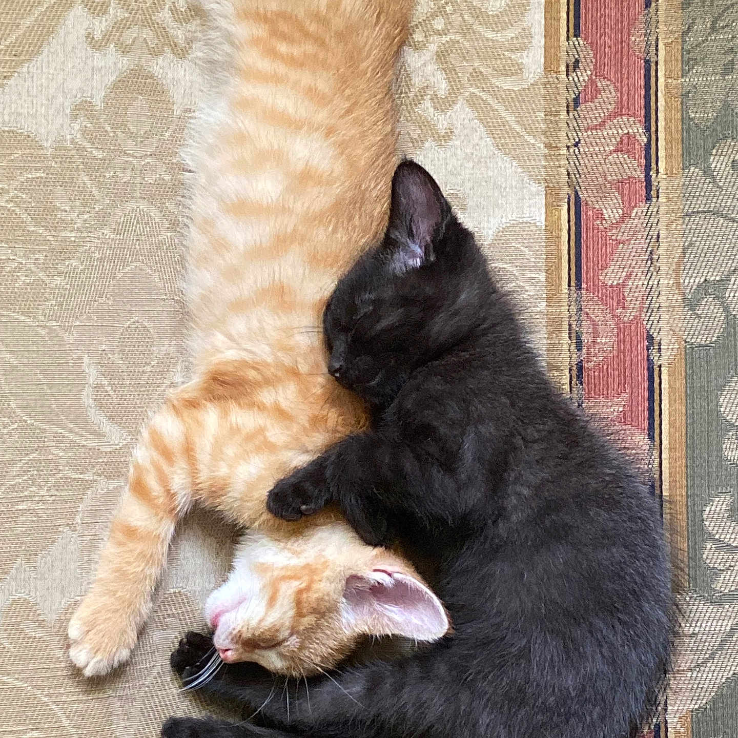 Pepper And Paprika joined the competition — help win amazing prizes! adorable, animal, black_cat, cat, companion, cozy, cute, domestic_cat, floor, friendship, fur, kitten, orange_tabby, patterned_rug, peaceful, pets, resting, sleeping, snuggling, young_cat