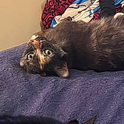 Patches joined the competition — help win amazing prizes! animal, bed, black_cat, blanket, cat, cozy, cute, domestic, ears, eyes, feline, fur, indoor, pet, relaxing, resting, sleeping, soft, tortoiseshell_cat, whiskers