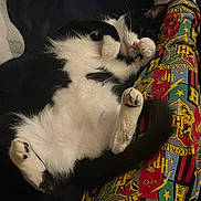 Oreo is registered to the contest to win money with this photo: cat, black_and_white_cat, lying_down, paw, playful, fluffy, pet, animal, fur, pink_nose, socks, pajama_pants, harry_potter, colorful, patterned_clothing, resting, indoor, cozy, relaxed, human_leg