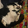 cat, black_and_white_cat, lying_down, paw, playful, fluffy, pet, animal, fur, pink_nose, socks, pajama_pants, harry_potter, colorful, patterned_clothing, resting, indoor, cozy, relaxed, human_leg
