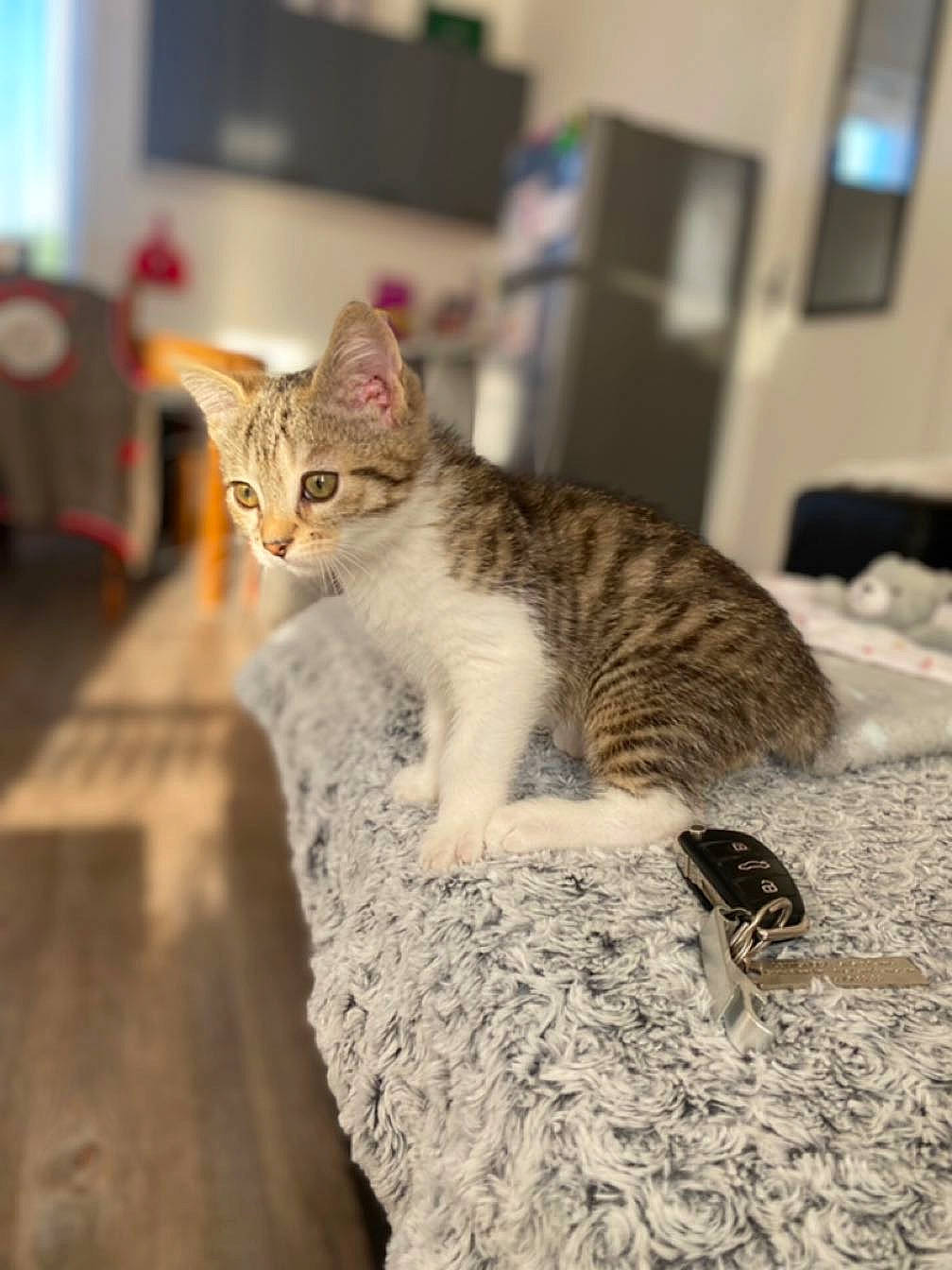 Tayson a rejoint le concours — aidez-le/la à gagner de superbes lots ! carnivore, cat, claw, comfort, domestic_short_haired_cat, felidae, flooring, fur, paw, picture_frame, room, sitting, small_to_medium_sized_cats, snout, tail, terrestrial_animal, whiskers, wood