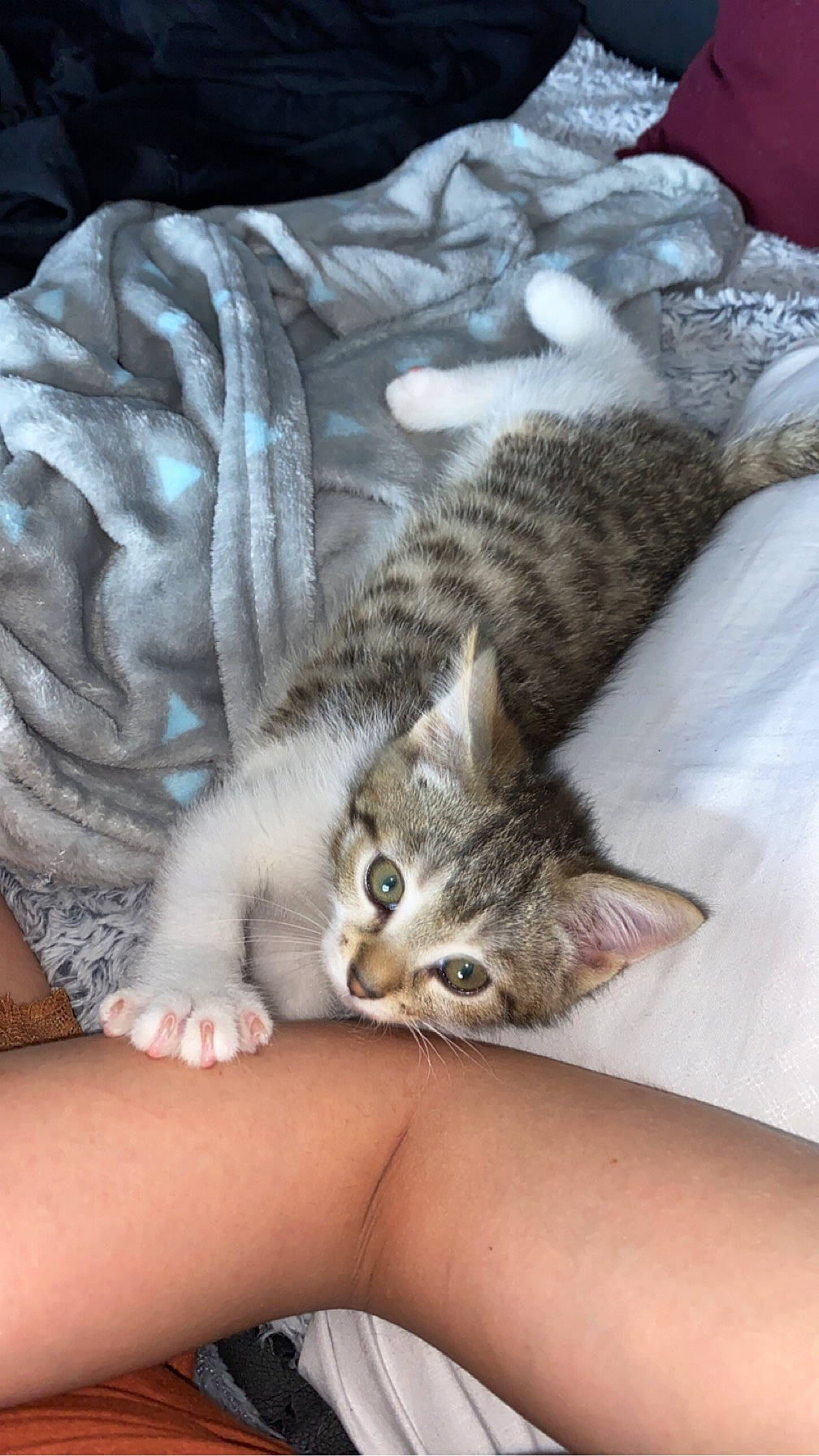 Tayson participe au concours pour gagner de l'argent avec cette photo : bed, carnivore, cat, claw, comfort, domestic_short_haired_cat, felidae, foot, fur, linens, mammal, nail, paw, small_to_medium_sized_cats, snout, vertebrate, whiskers