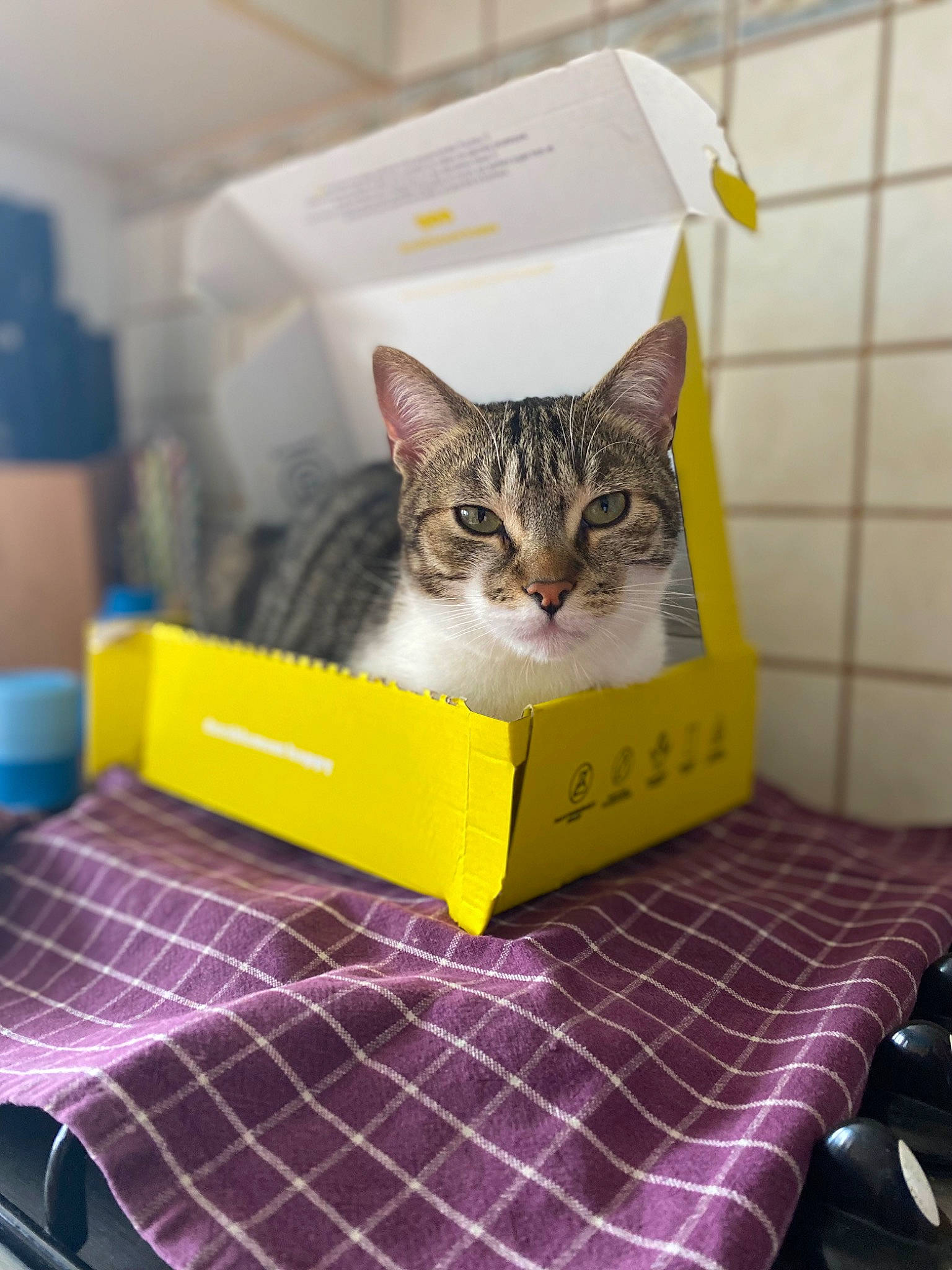 Tayson a rejoint le concours — aidez-le/la à gagner de superbes lots ! box, cardboard, carnivore, cat, comfort, domestic_short_haired_cat, felidae, flooring, linens, packaging_and_labeling, packing_materials, paper, paper_product, pattern, pet_supply, rectangle, room, small_to_medium_sized_cats, square, whiskers