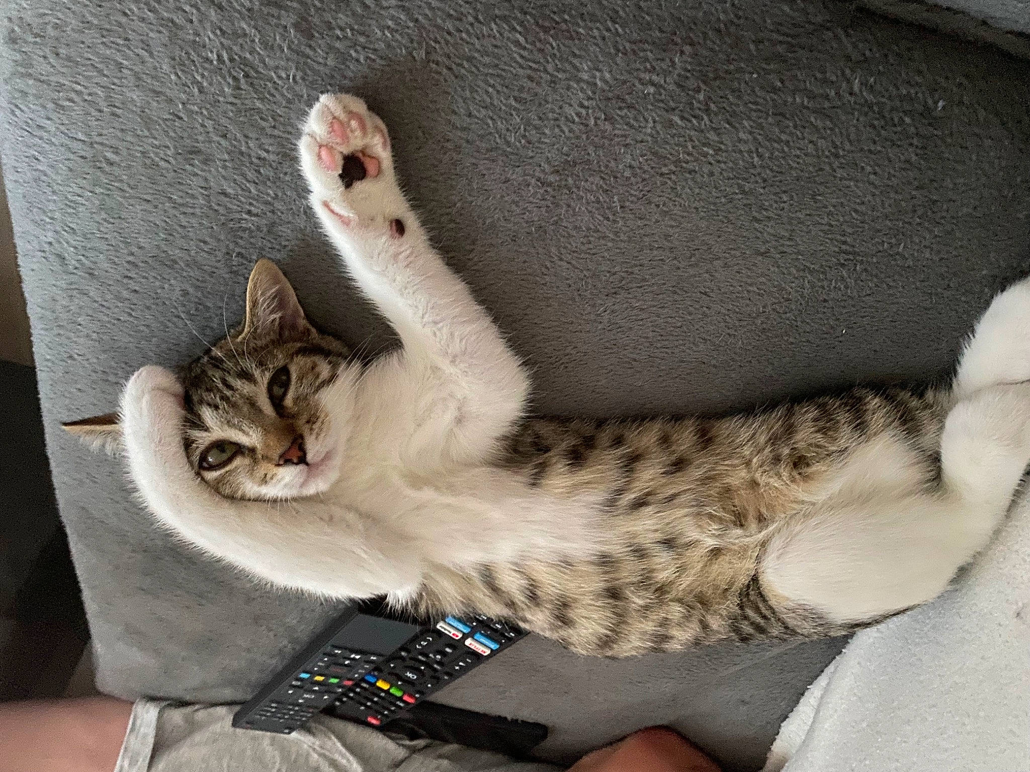 Tayson participe au concours pour gagner de l'argent avec cette photo : carnivore, cat, cat_bed, claw, comfort, couch, domestic_short_haired_cat, fawn, felidae, fur, gesture, grey, human_leg, nap, paw, small_to_medium_sized_cats, snout, tail, thigh, whiskers