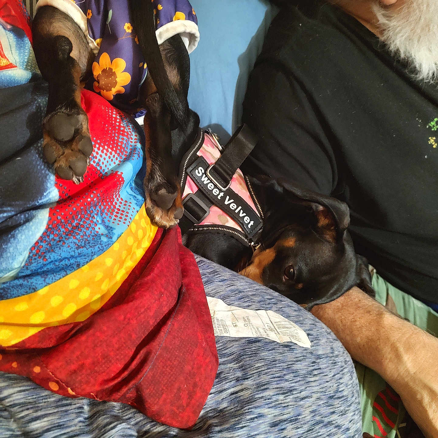 Sweet Velvet joined the competition — help win amazing prizes! adult, animal, blanket, canine, child, clothing, couch, cushion, dog, female, furniture, girl, head, homedecor, hound, male, man, person, pet, puppy