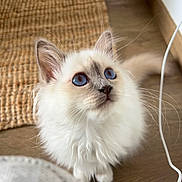 Aslo participe au concours pour gagner de l'argent avec cette photo : animal_portrait, blue_eyes, cat, curious, cute, domestic_cat, feline, fluffy, house_pet, indoor, kitten, looking_up, pet, small_animal, soft_fur, whiskers, white_fur, wooden_floor, woven_rug, young_cat