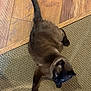 Mr. Chow is registered to the contest to win money with this photo: cat, brown_cat, blue_eyes, carpet, wood_floor, indoor, pet, animal, feline, resting, curious, paw, stretching, fur, whiskers, domestic_cat, close_up, flooring, texture, side_view